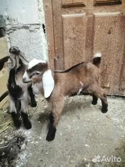 Коза нубийская
