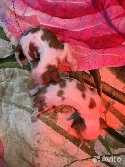 Кавалер кинг чарльз спаниель