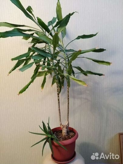 Драцена+ Алоэ Вера