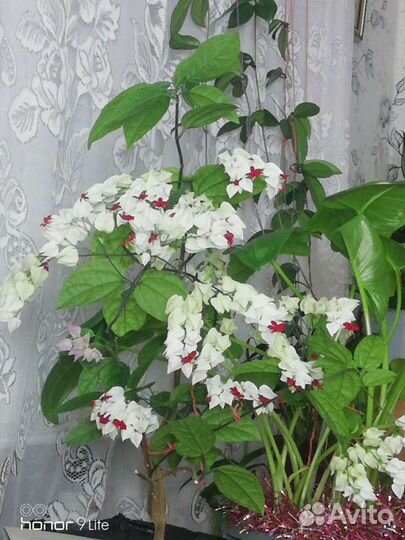 Клеродендрум Томпсона