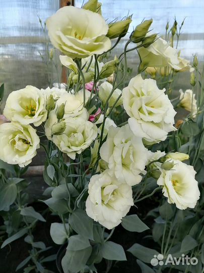 Рассада эустомы(лизиантус)