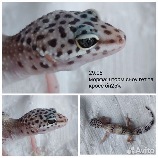 Геккон эублефар