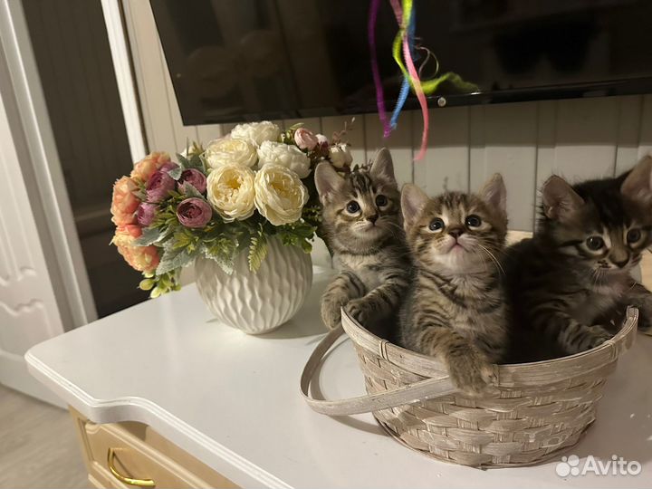 Метис бенгальский
