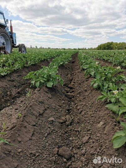 Сменной картофель