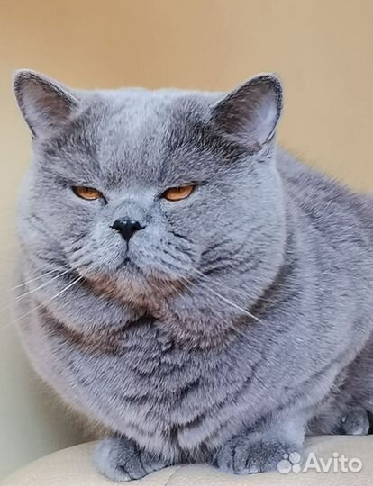 Британский кот. вязка