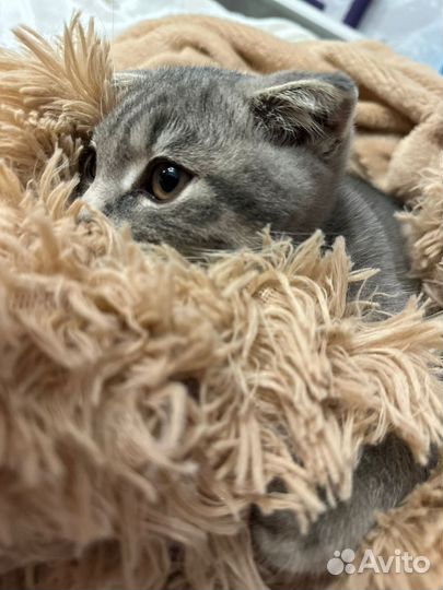 Британский кот