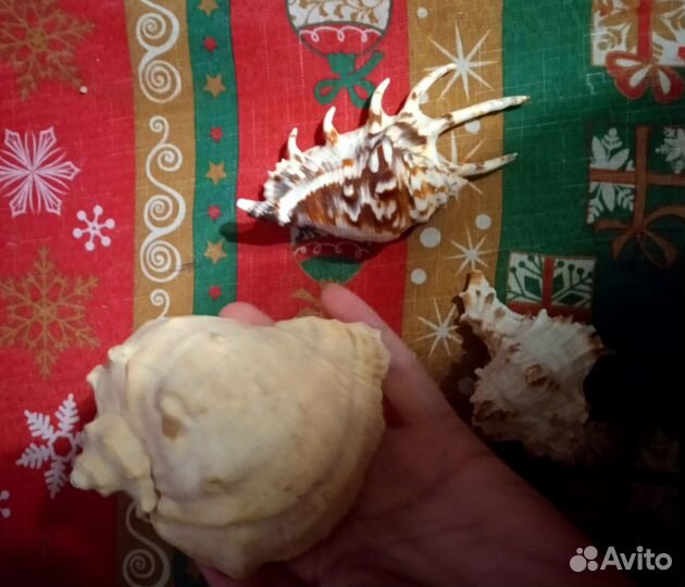 Морские ракушки раковины