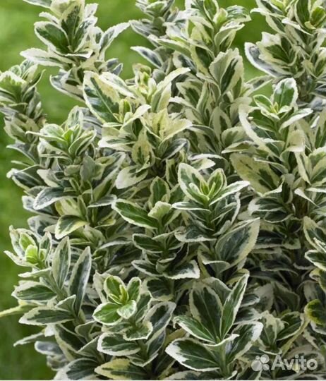 Бересклет форчуна Эмеральд Гайетти