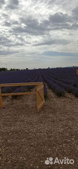 Лаванда,букеты, пучки