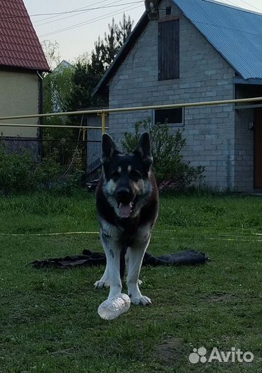 Вязка кобель Вео