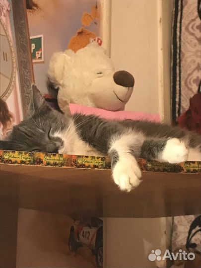 Кошечка бесплатно