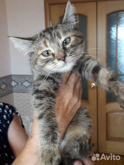 Стерилизованная кошечка