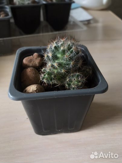 Кактус