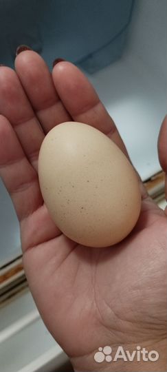 Домашние куриные яйца