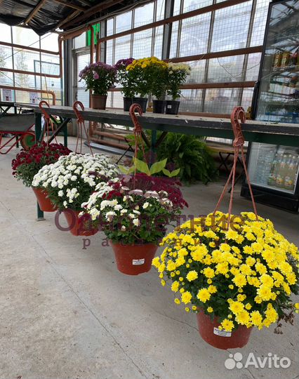 Хризантема Мультифлора в подвесных кашпо