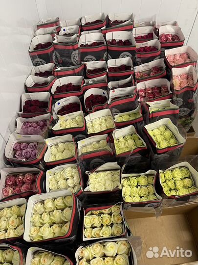 Цветы и Букеты Оптом с Доставкой Розы 60см