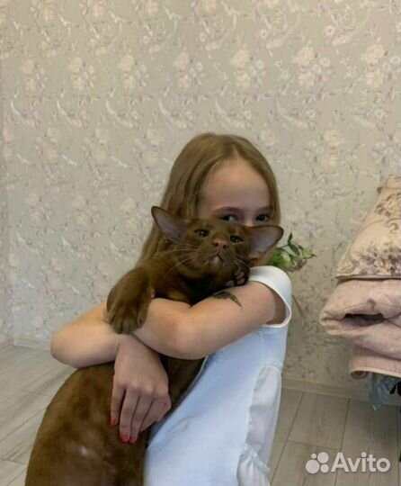Ориентальный кот вязка