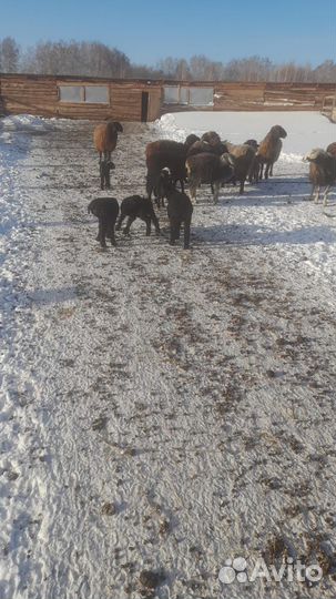 Курдючные бараны овцы