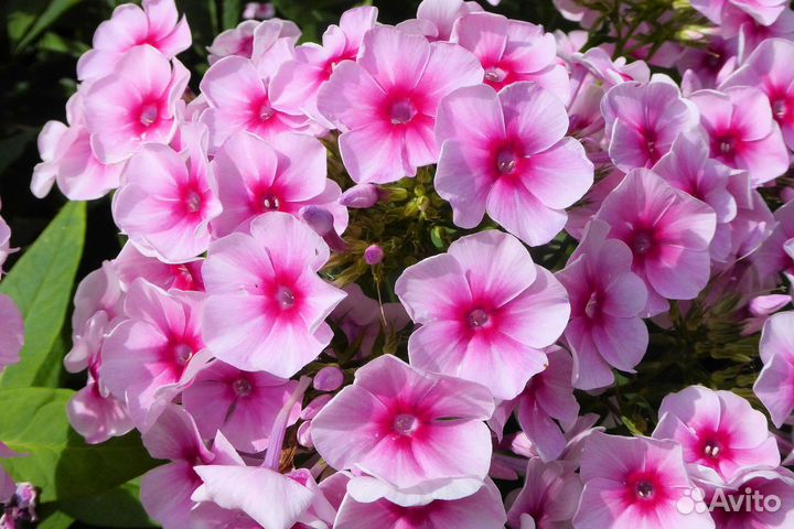 Нивяник и другие растения для сада