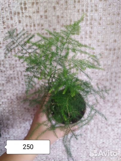 Комнатные растения цветы