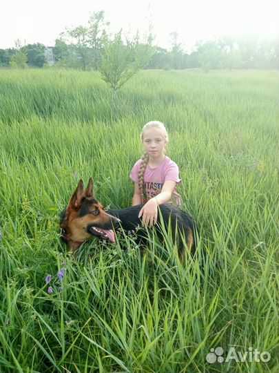 Отдам бесплатно собаку