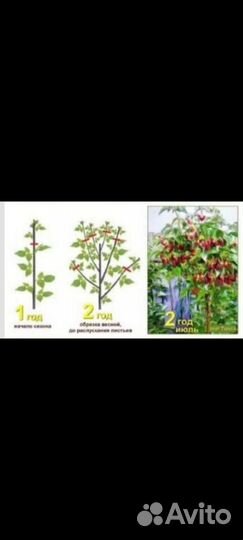 Малина Таруса