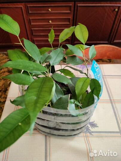 Комнатные растения цветы