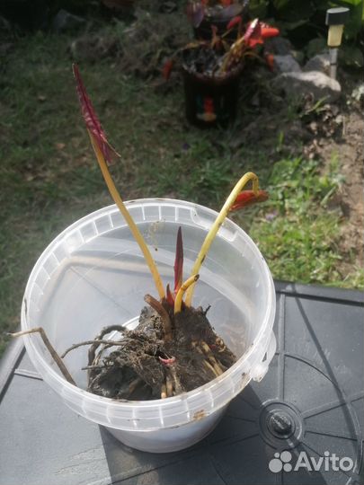 Нимфеи для пруда