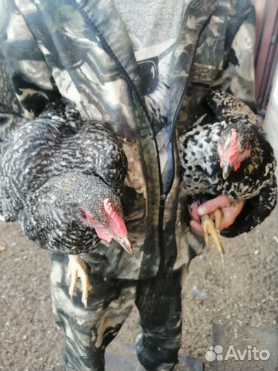 Молодые петушки