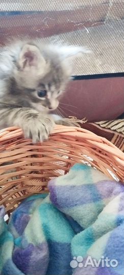 Котята мейн-кун