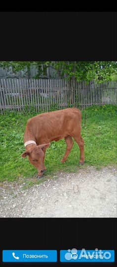 Телочка суксунской породы