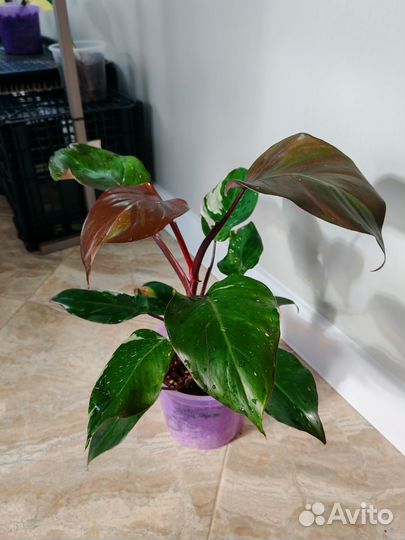 Филодендрон Ред Андерсон