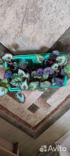 Домашние цветы