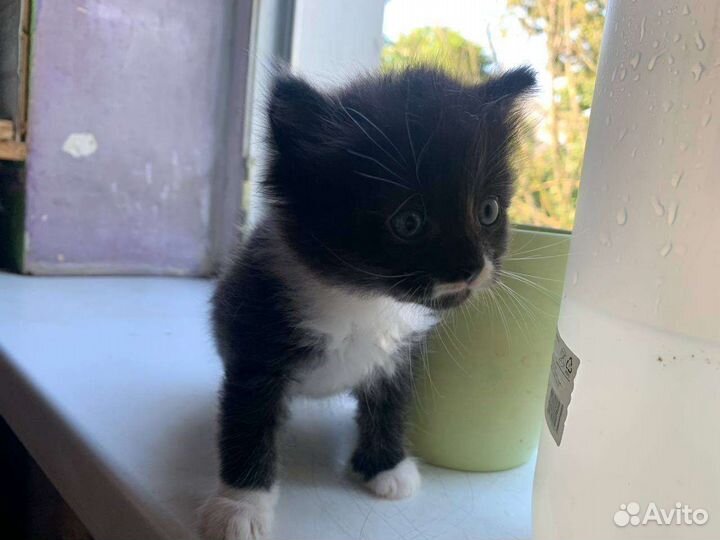 Кошки в добрые руки бесплатно