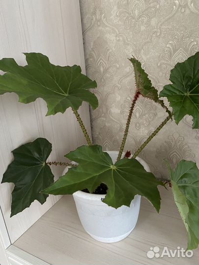 Бегония разная