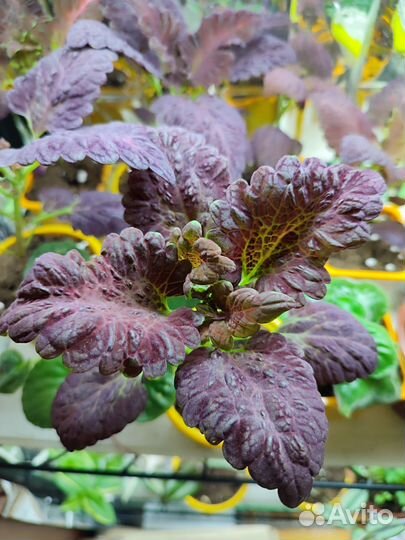 Колеусы сортовые