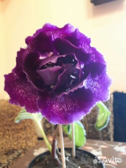 Глоксиния цветущая