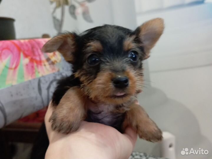 Йоркширский терьер