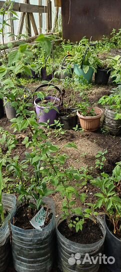 Саженцы сливы и войлочной вишни