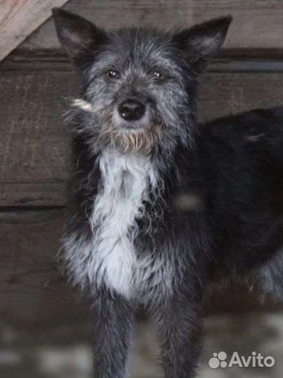 Дора и лора