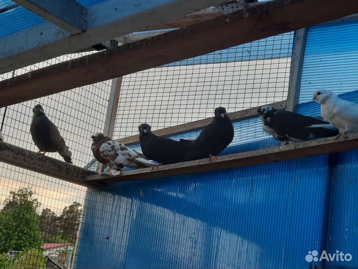 Американские кормилки