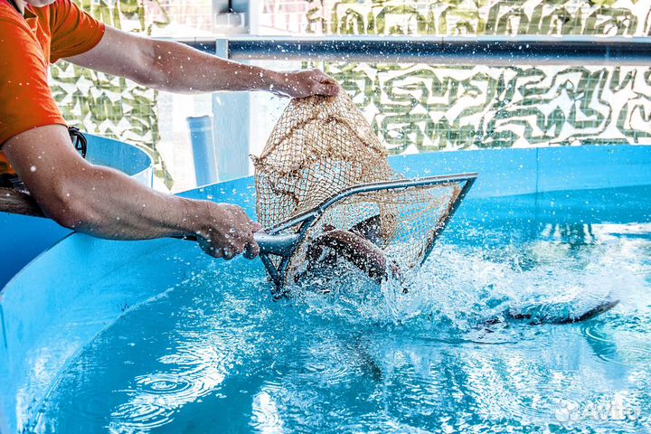 Вкусная и сочная форель