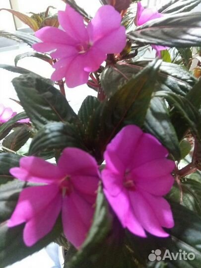 Бальзамин новогвинейский