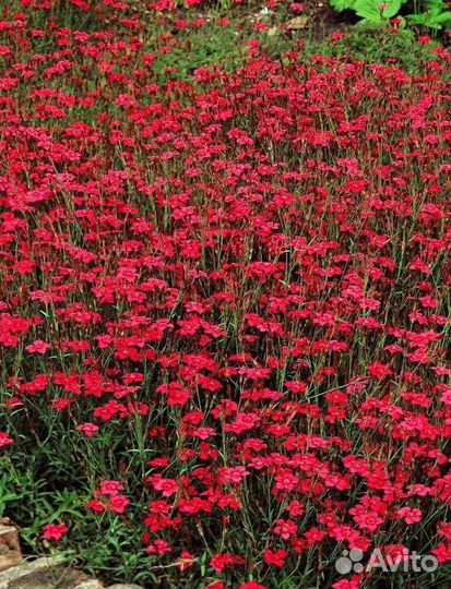 Гвоздика травянка