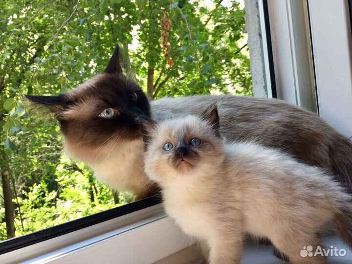 Невский маскарадный