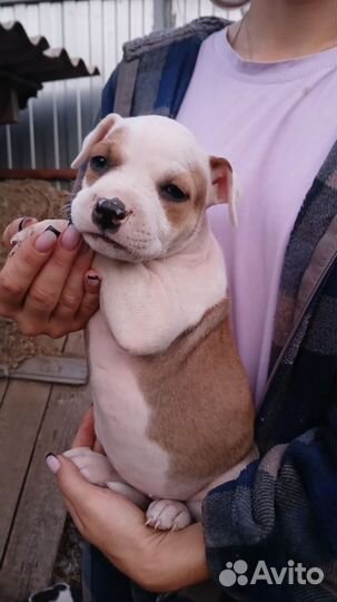 Щенки питбуля