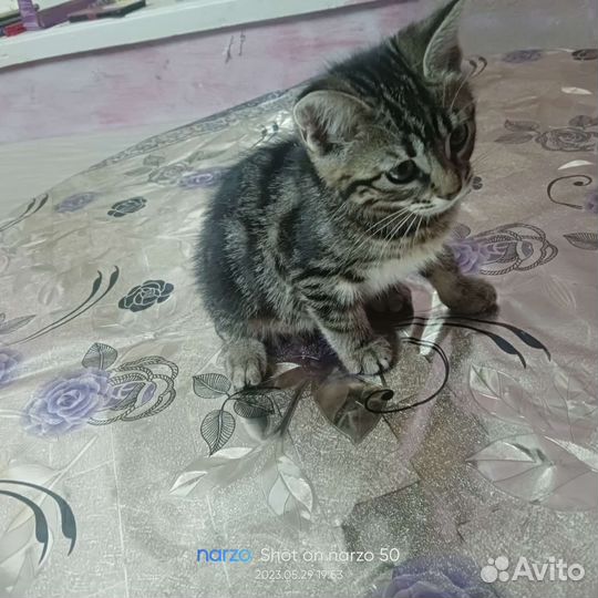 Кошки бесплатно