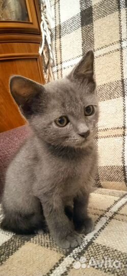 Метис русской голубой