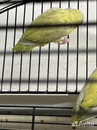 Воробьиный попугай