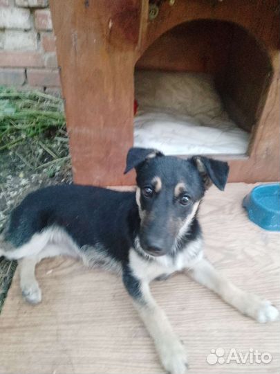 Щенок в добрые руки